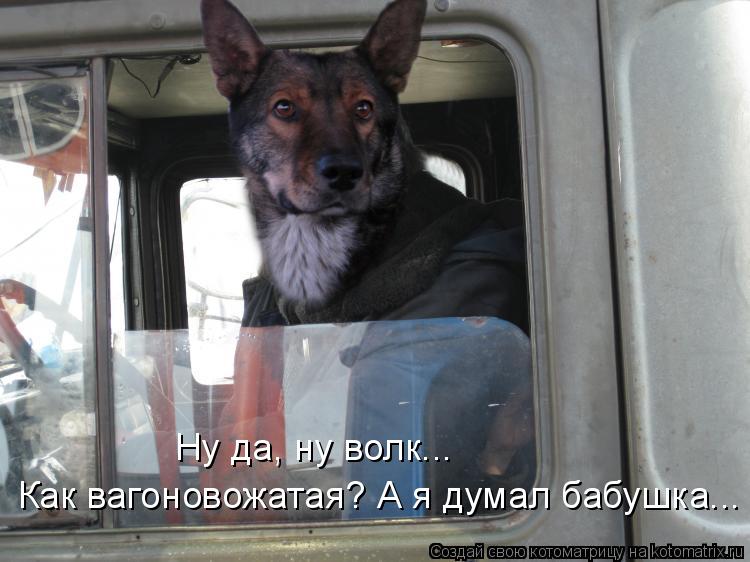 Как вагоновожатая? А я думал бабушка... Ну да, ну волк...... Котоматрица: Как вагоновожатая? А я думал бабушка... Ну да, ну волк...