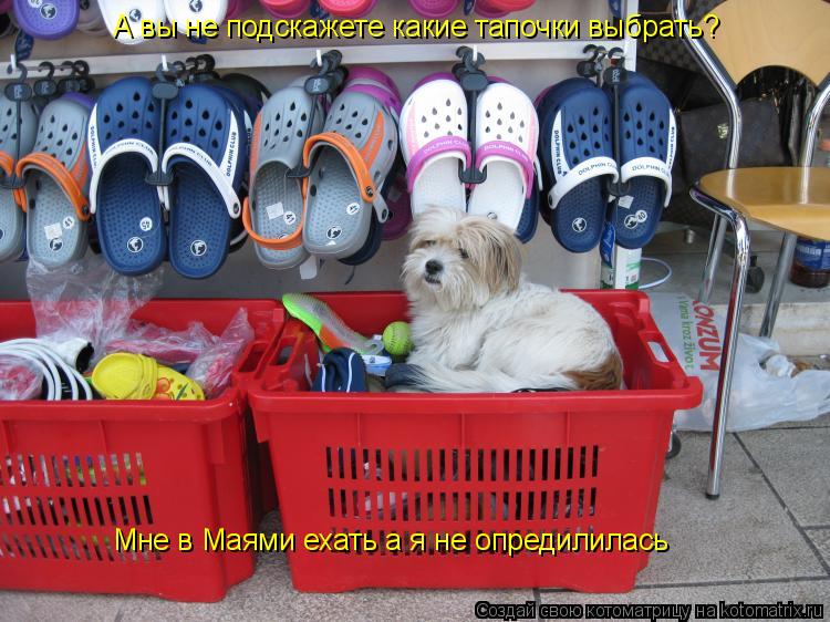 А вы не подскажете какие тапочки выбрать? Мне в Маями ехать а я не опредилилась... Котоматрица: А вы не подскажете какие тапочки выбрать? Мне в Маями ехать а я не опредилилась