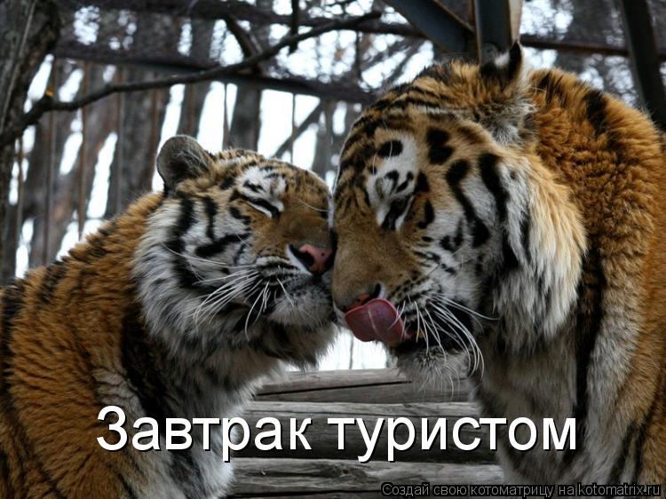 Завтрак туристом... Котоматрица: Завтрак туристом