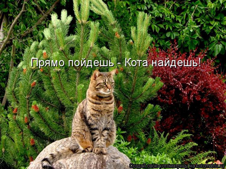 Котоматрица: Прямо пойдешь - Кота найдешь!
