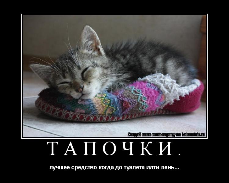 Тапочки. лучшее средство когда до туалета идти лень...... Котоматрица: Тапочки. лучшее средство когда до туалета идти лень...