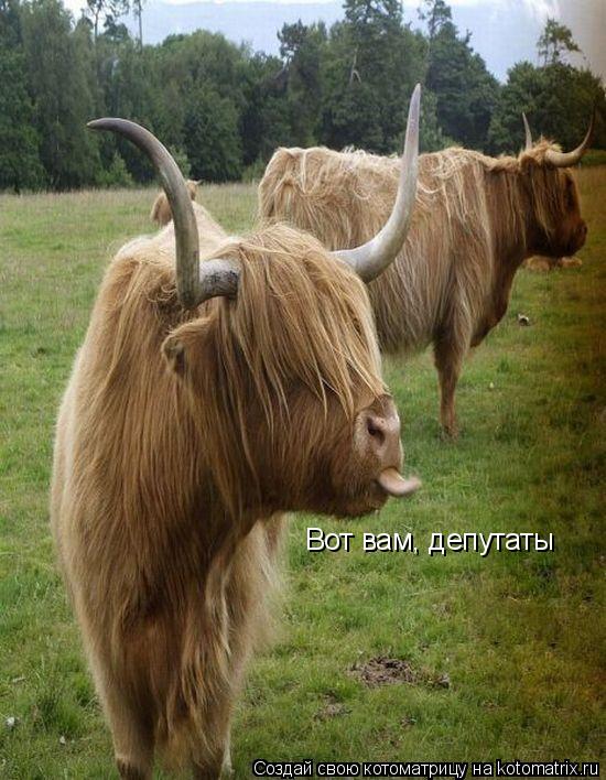 Вот вам, депутаты... Котоматрица: Вот вам, депутаты