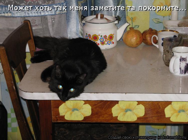 Может хоть так меня заметите та покормите...... Котоматрица: Может хоть так меня заметите та покормите...