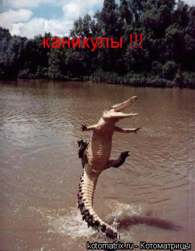 каникулы !!!... Котоматрица: каникулы !!!