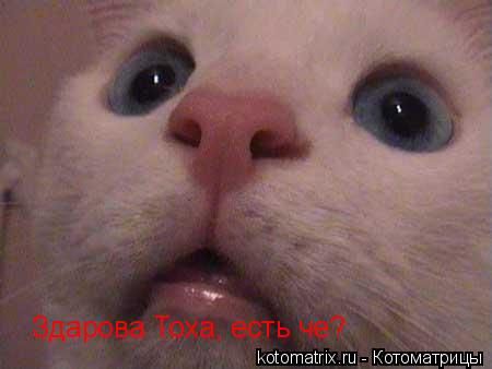 Здарова Тоха, есть че?... Котоматрица: Здарова Тоха, есть че?
