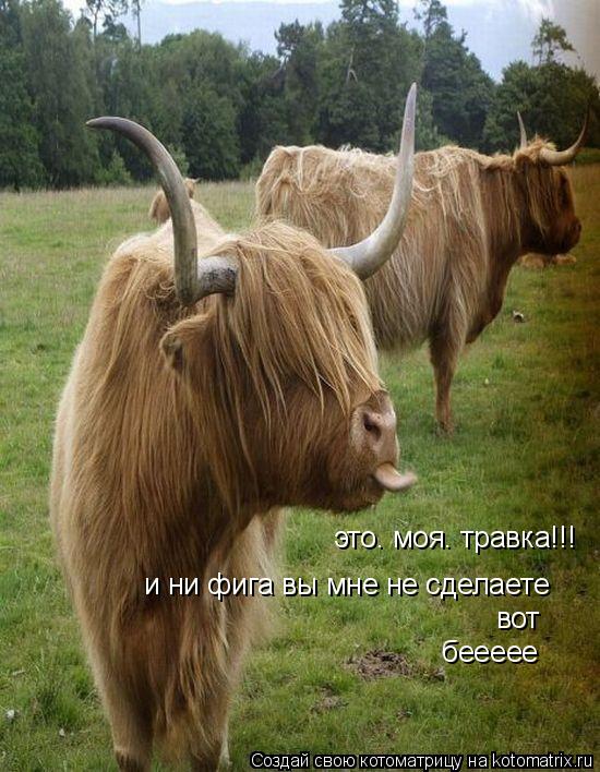 Котоматрица: это. моя. травка!!! и ни фига вы мне не сделаете вот беееее