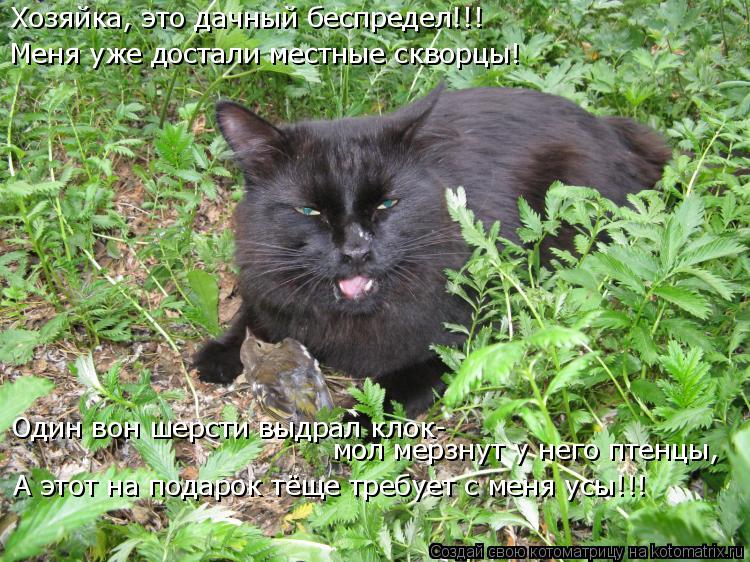 Котоматрица: Хозяйка, это дачный беспредел!!! Меня уже достали местные скворцы! Один вон шерсти выдрал клок- мол мерзнут у него птенцы, А этот на подарок т