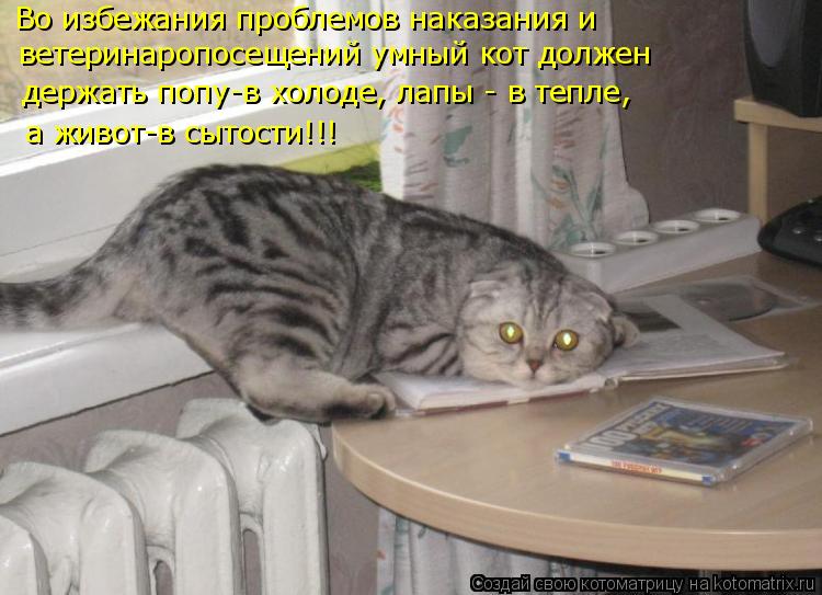 Во избежания проблемов наказания и ветеринаропосещений умный кот должен держать попу-в холоде, лапы ... Котоматрица: Во избежания проблемов наказания и ветеринаропосещений умный кот должен держать попу-в холоде, лапы - в тепле, а живот-в сытости!!!