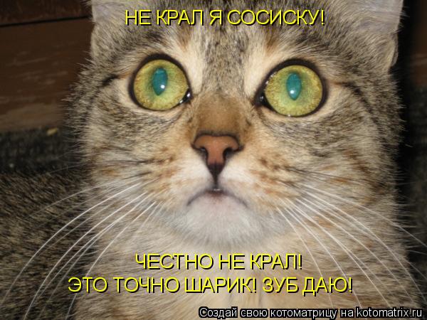 НЕ КРАЛ Я СОСИСКУ! ЧЕСТНО НЕ КРАЛ! ЭТО ТОЧНО ШАРИК! ЗУБ ДАЮ!... Котоматрица: НЕ КРАЛ Я СОСИСКУ! ЧЕСТНО НЕ КРАЛ! ЭТО ТОЧНО ШАРИК! ЗУБ ДАЮ!