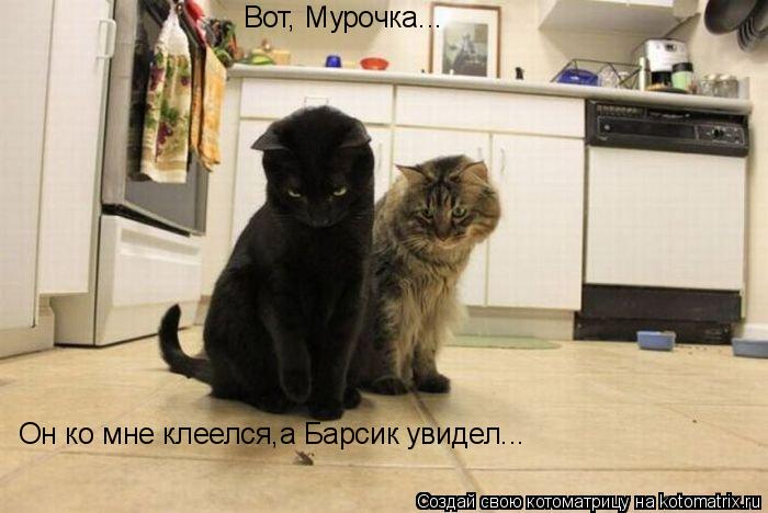 Вот, Мурочка... Он ко мне клеелся,а Барсик увидел...... Котоматрица: Вот, Мурочка... Он ко мне клеелся,а Барсик увидел...