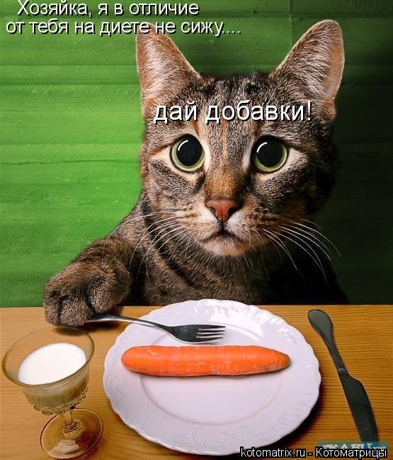 Хозяйка, я в отличие от тебя на диете не сижу.... дай добавки!... Котоматрица: Хозяйка, я в отличие от тебя на диете не сижу.... дай добавки!