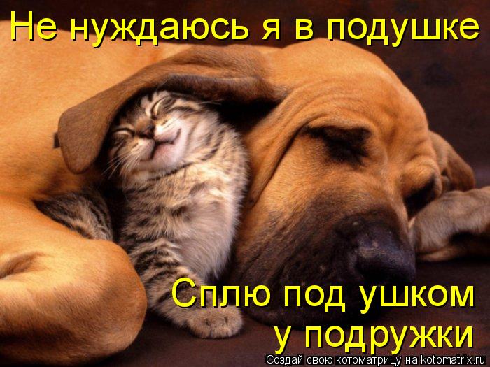Сплю под ушком у подружки Не нуждаюсь я в подушке... Котоматрица: Сплю под ушком у подружки Не нуждаюсь я в подушке