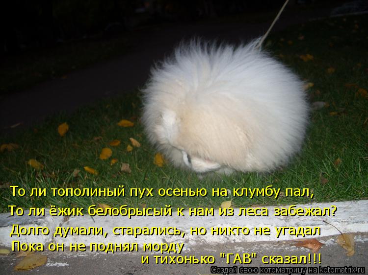 То ли тополиный пух осенью на клумбу пал, То ли ёжик белобрысый к нам из леса забежал? Долго думали, ... Котоматрица: То ли тополиный пух осенью на клумбу пал, То ли ёжик белобрысый к нам из леса забежал? Долго думали, старались, но никто не угадал Пока он не п