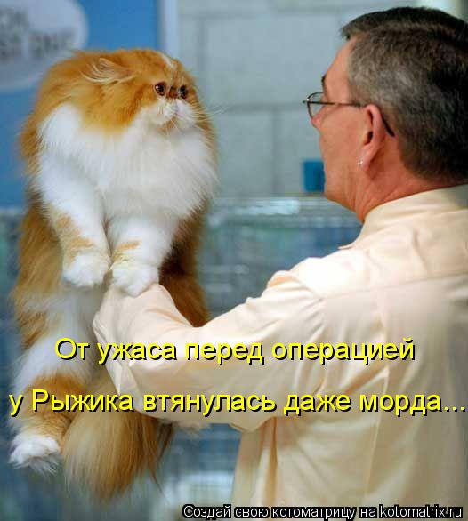 От ужаса перед операцией у Рыжика втянулась даже морда...... Котоматрица: От ужаса перед операцией у Рыжика втянулась даже морда...
