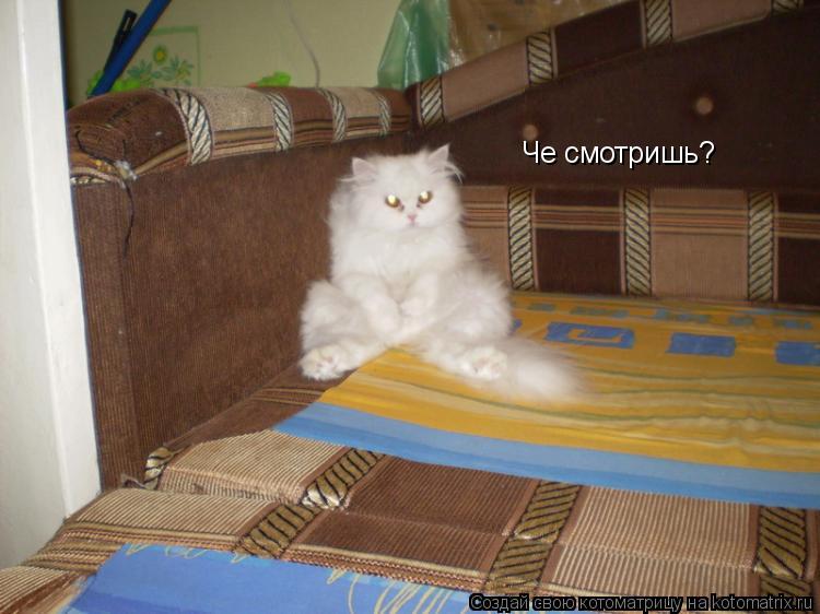Че смотришь?... Котоматрица: Че смотришь?
