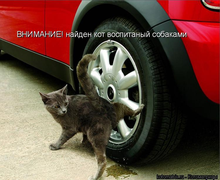 ВНИМАНИЕ! найден кот воспитаный собаками... Котоматрица: ВНИМАНИЕ! найден кот воспитаный собаками