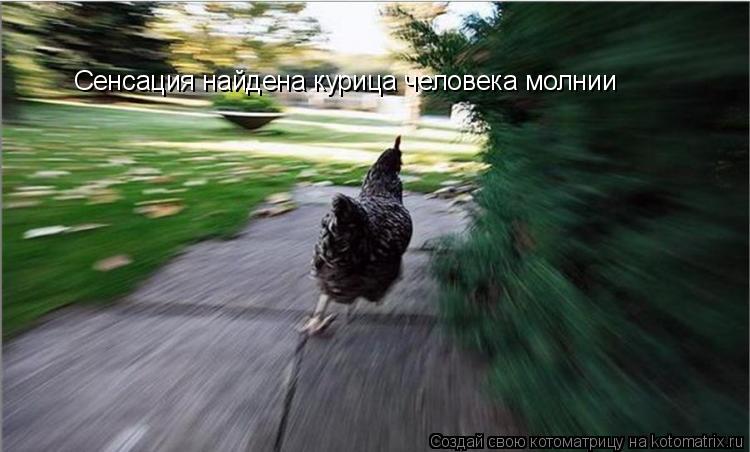 Сенсация найдена курица человека молнии... Котоматрица: Сенсация найдена курица человека молнии