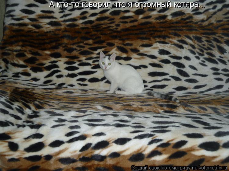 А кто-то говорил что я огромный котяра...... Котоматрица: А кто-то говорил что я огромный котяра...