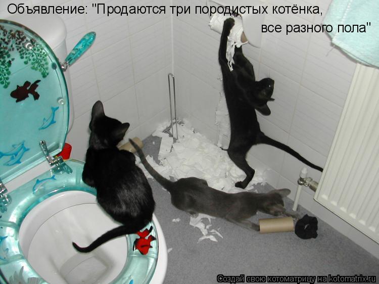 Объявление: "Продаются три породистых котёнка, все разного пола"... Котоматрица: Объявление: "Продаются три породистых котёнка, все разного пола"