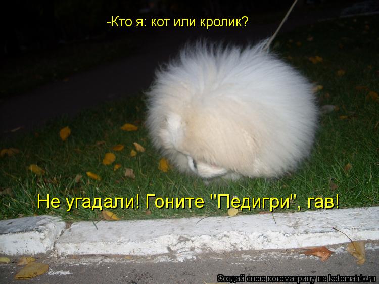 -Кто я: кот или кролик? Не угадали! Гоните "Педигри", гав!... Котоматрица: -Кто я: кот или кролик? Не угадали! Гоните "Педигри", гав!