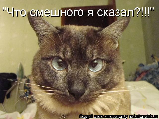 "Что смешного я сказал?!!!"... Котоматрица: "Что смешного я сказал?!!!"