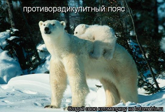 противорадикулитный пояс... Котоматрица: противорадикулитный пояс