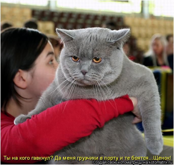Ты на кого гавкнул? Да меня грузчики в порту и те боятся...Щенок!... Котоматрица: Ты на кого гавкнул? Да меня грузчики в порту и те боятся...Щенок!