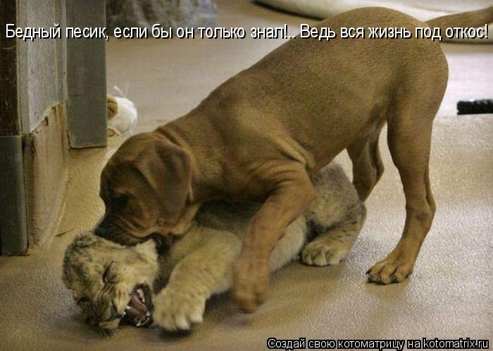 Бедный песик, если бы он только знал!.. Ведь вся жизнь под откос!... Котоматрица: Бедный песик, если бы он только знал!.. Ведь вся жизнь под откос!
