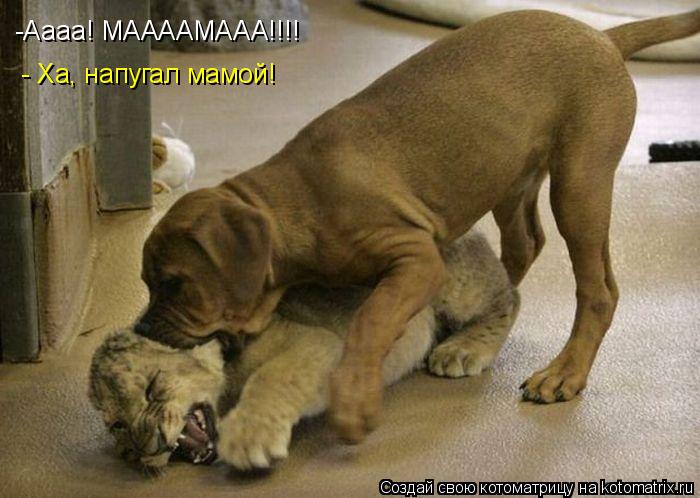 -Аааа! МААААМААА!!!! - Ха, напугал мамой!... Котоматрица: -Аааа! МААААМААА!!!! - Ха, напугал мамой!