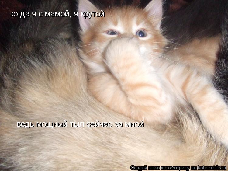 когда я с мамой, я крутой ведь мощный тыл сейчас за мной... Котоматрица: когда я с мамой, я крутой ведь мощный тыл сейчас за мной