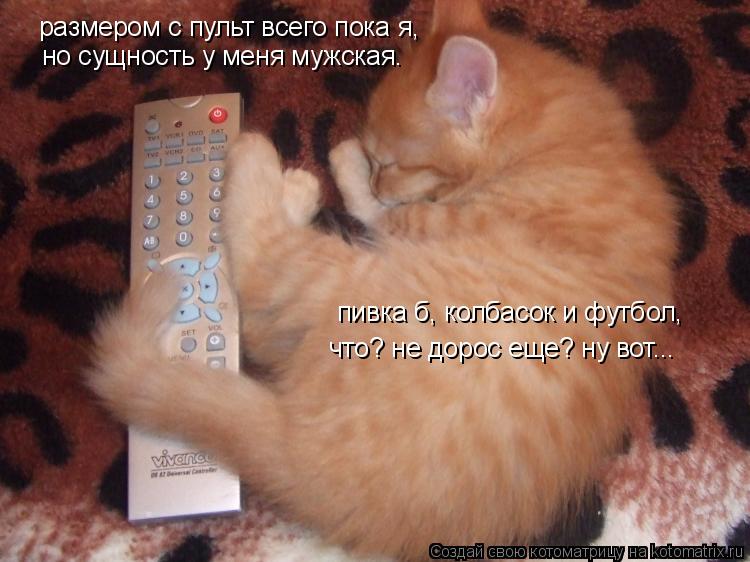 размером с пульт всего пока я, но сущность у меня мужская. пивка б, колбасок и футбол, что? не дорос ... Котоматрица: размером с пульт всего пока я, но сущность у меня мужская. пивка б, колбасок и футбол, что? не дорос еще? ну вот...