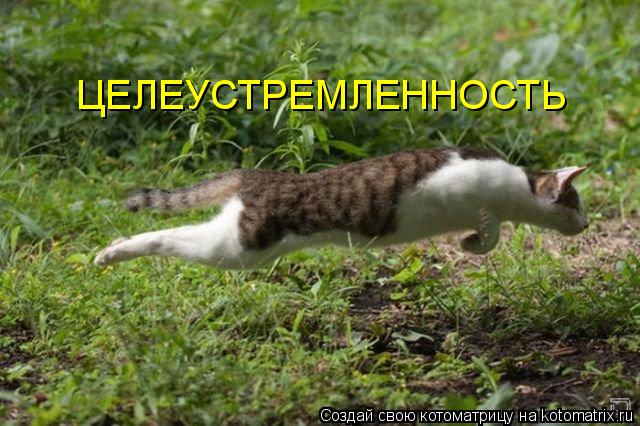 ЦЕЛЕУСТРЕМЛЕННОСТЬ... Котоматрица: ЦЕЛЕУСТРЕМЛЕННОСТЬ