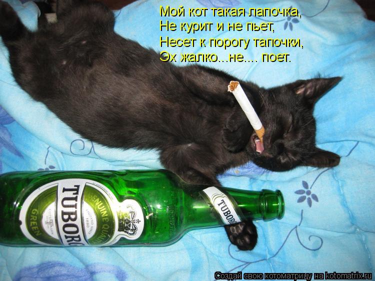 Мой кот такая лапочка, Не курит и не пьет, Несет к порогу тапочки, Эх жалко...не.... поет.... Котоматрица: Мой кот такая лапочка, Не курит и не пьет, Несет к порогу тапочки, Эх жалко...не.... поет.