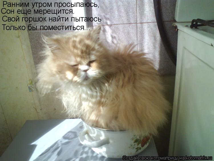 Ранним утром просыпаюсь, Сон еще мерещится. Свой горшок найти пытаюсь Только бы поместиться...... Котоматрица: Ранним утром просыпаюсь, Сон еще мерещится. Свой горшок найти пытаюсь Только бы поместиться...