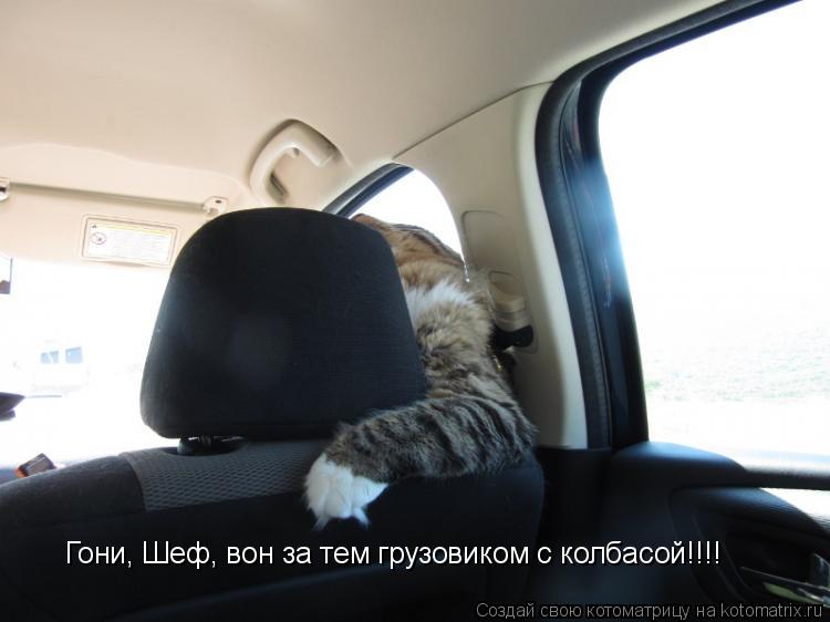 Гони, Шеф, вон за тем грузовиком с колбасой!!!!... Котоматрица: Гони, Шеф, вон за тем грузовиком с колбасой!!!!