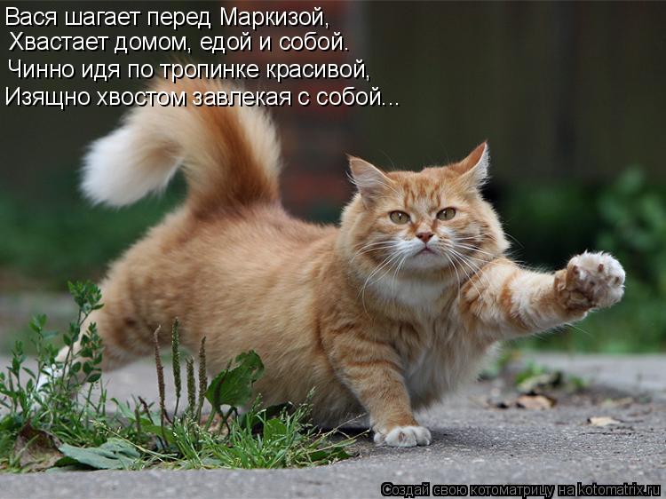 Вася шагает перед Маркизой, Хвастает домом, едой и собой. Чинно идя по тропинке красивой, Изящно хвос... Котоматрица: Вася шагает перед Маркизой, Хвастает домом, едой и собой. Чинно идя по тропинке красивой, Изящно хвостом завлекая с собой...