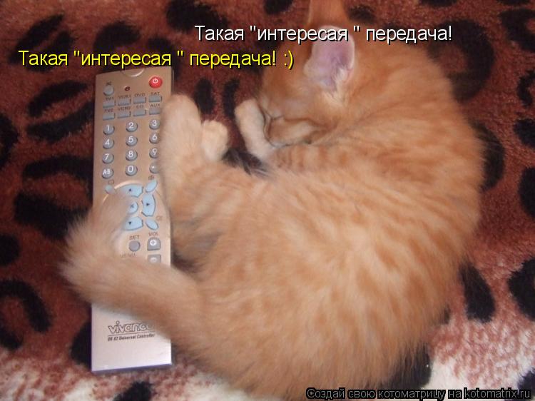Такая "интересая " передача! Такая "интересая " передача! :)... Котоматрица: Такая "интересая " передача! Такая "интересая " передача! :)