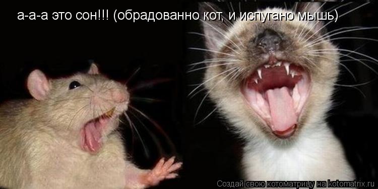 а-а-а это сон!!! (обрадованно кот, и испугано мышь)... Котоматрица: а-а-а это сон!!! (обрадованно кот, и испугано мышь)