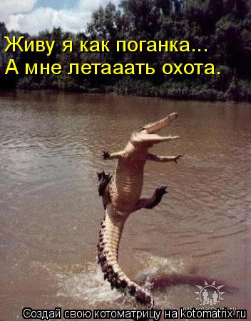 Живу я как поганка... А мне летааать охота.... Котоматрица: Живу я как поганка... А мне летааать охота.