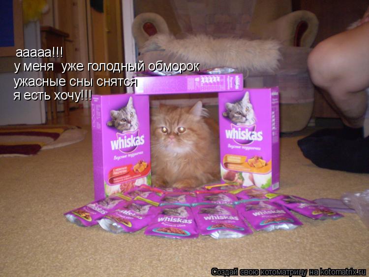 ааааа!!! у меня уже голодный обморок ужасные сны снятся я есть хочу!!!... Котоматрица: ааааа!!! у меня уже голодный обморок ужасные сны снятся я есть хочу!!!