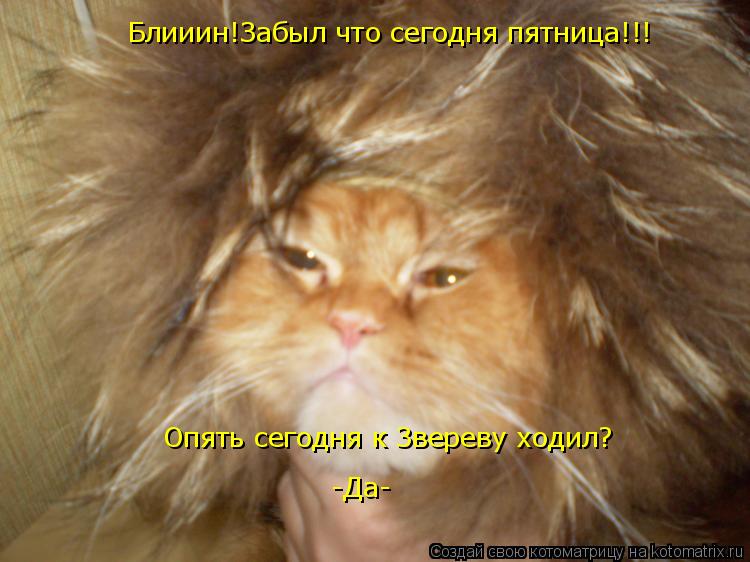 Блииин!Забыл что сегодня пятница!!! Опять сегодня к Звереву ходил? -Да-... Котоматрица: Блииин!Забыл что сегодня пятница!!! Опять сегодня к Звереву ходил? -Да-