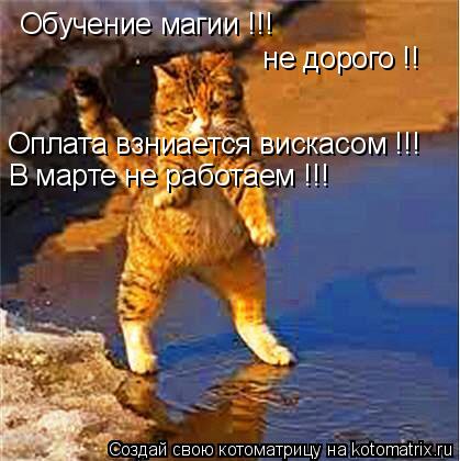 Обучение магии !!! не дорого !! Оплата взниается вискасом !!! В марте не работаем !!!... Котоматрица: Обучение магии !!! не дорого !! Оплата взниается вискасом !!! В марте не работаем !!!