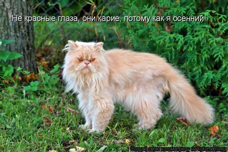 Не красные глаза, они карие, потому как я осенний!... Котоматрица: Не красные глаза, они карие, потому как я осенний!