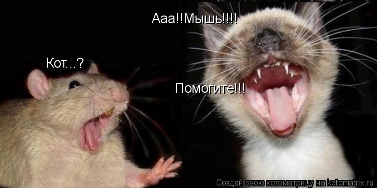 Кот...? Ааа!!Мышь!!!! Помогите!!!... Котоматрица: Кот...? Ааа!!Мышь!!!! Помогите!!!