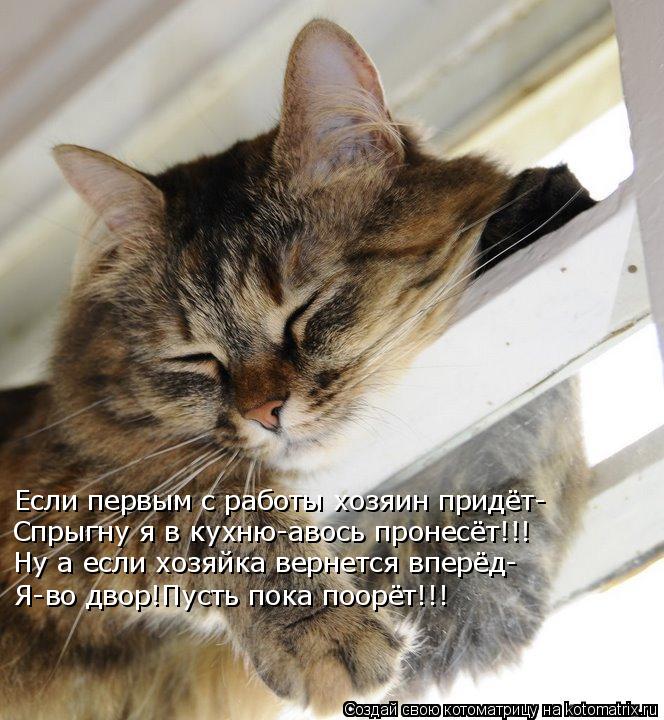Если первым с работы хозяин придёт- Ну а если хозяйка вернется вперёд- Спрыгну я в кухню-авось пронес... Котоматрица: Если первым с работы хозяин придёт- Ну а если хозяйка вернется вперёд- Спрыгну я в кухню-авось пронесёт!!! Я-во двор!Пусть пока поорёт!!!