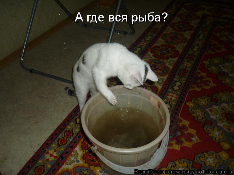 А где вся рыба?... Котоматрица: А где вся рыба?