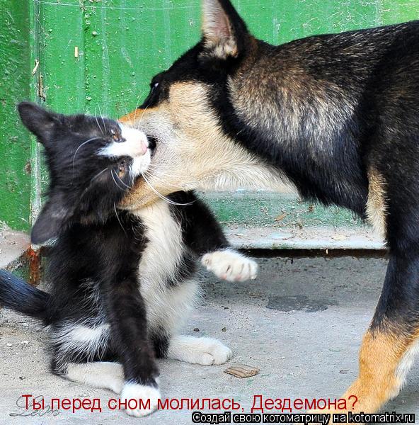 Ты перед сном молилась, Дездемона?... Котоматрица: Ты перед сном молилась, Дездемона?