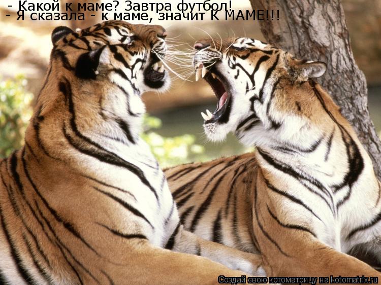 - Какой к маме? Завтра футбол! - Я сказала - к маме, значит К МАМЕ!!!... Котоматрица: - Какой к маме? Завтра футбол! - Я сказала - к маме, значит К МАМЕ!!!