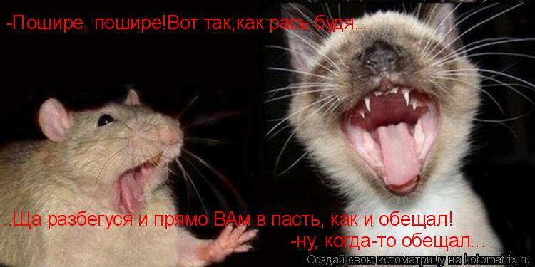 Котоматрица: -Пошире, пошире!Вот так,как рась будя.. ..Ща разбегуся и прямо ВАм в пасть, как и обещал! -ну, когда-то обещал...