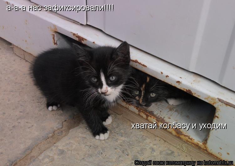 а-а-а нас зафиксировали!!!! хватай колбасу и уходим... Котоматрица: а-а-а нас зафиксировали!!!! хватай колбасу и уходим